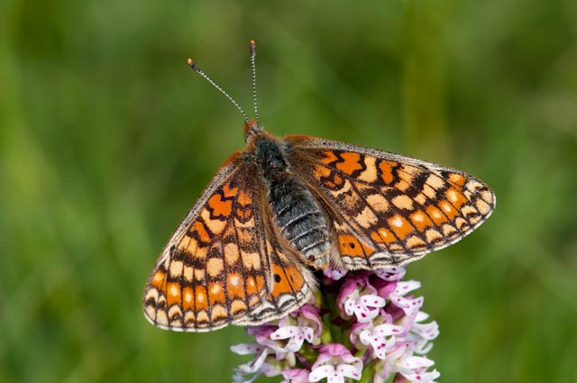 Farfalla da identificare - Euphydryas aurinia