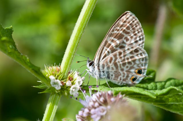 farfalla 22 - Leptotes pirithous