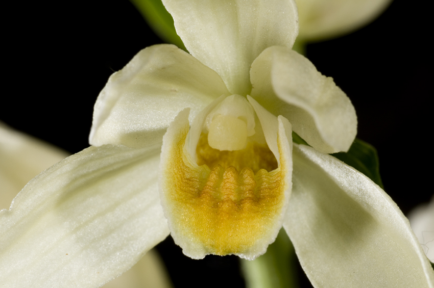 Cephalanthera damasonium / Cefalantera bianca