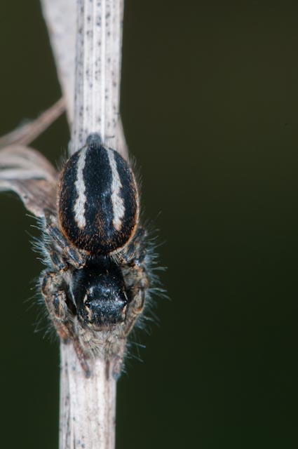 Salticidae 1