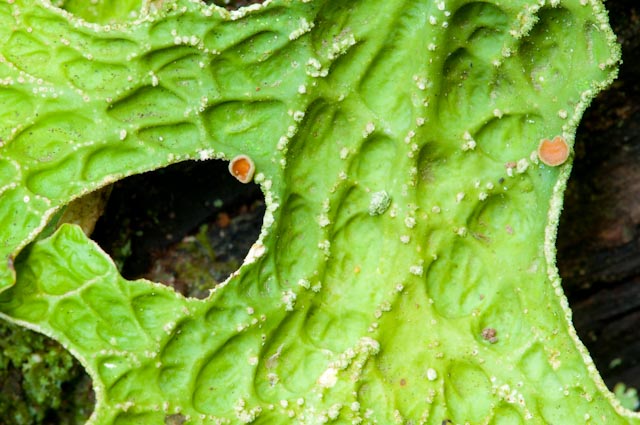 lichene 2 - Lobaria pulmonaria