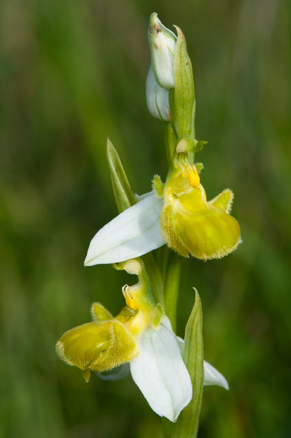 Ophrys apifera chlorantha