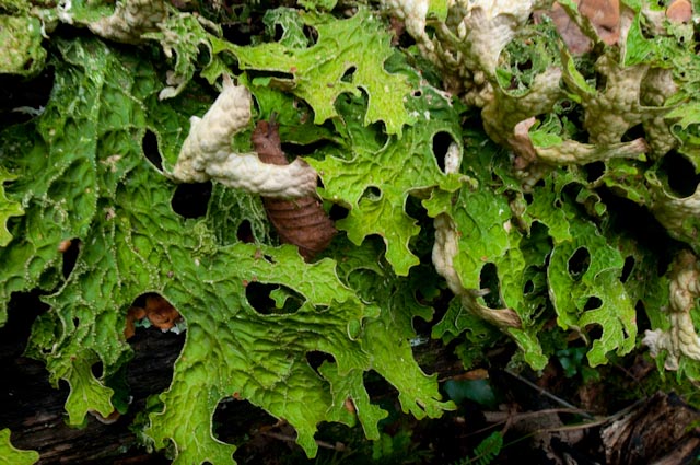 lichene 2 - Lobaria pulmonaria