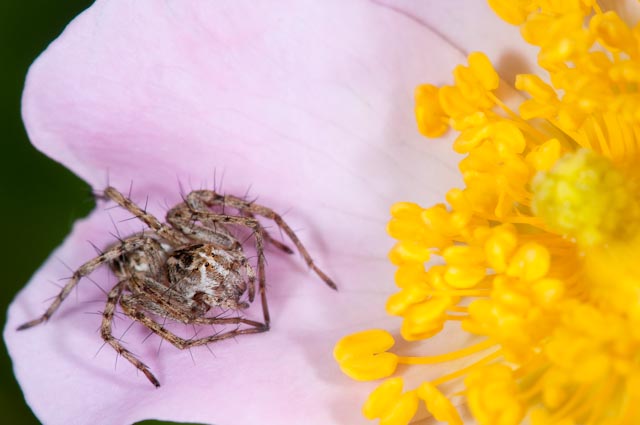 Oxyopes sp.