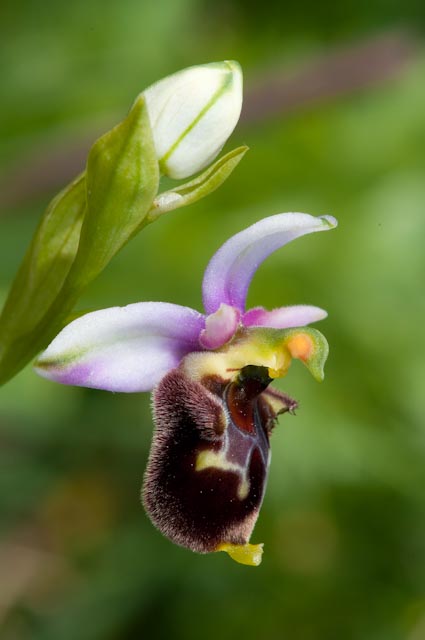 Ibrido fra Ophrys apifera ed Ophrys fuciflora