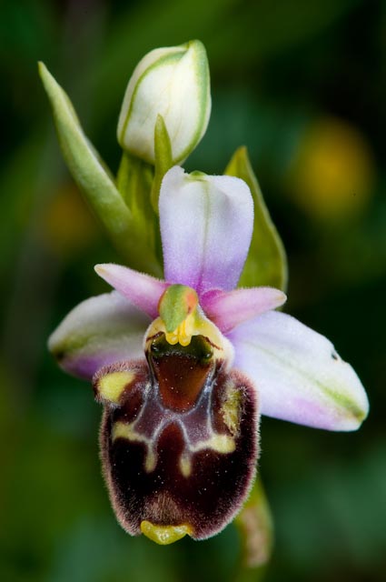 Ibrido fra Ophrys apifera ed Ophrys fuciflora