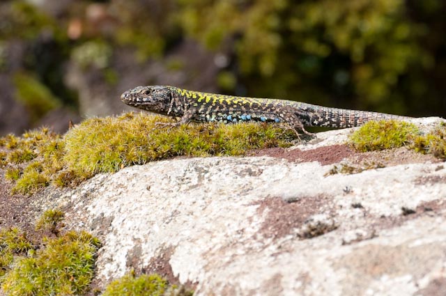 lucertola 2 - Podarcis muralis