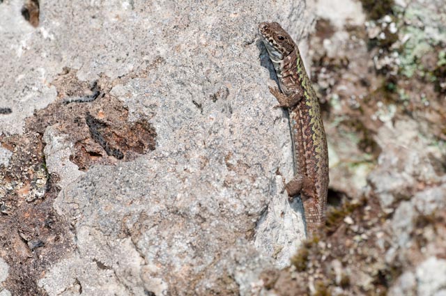 lucertola 2 - Podarcis muralis