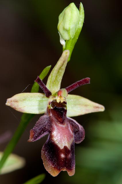 Ibridi di sphegodes