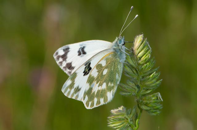 farfalla da identificare 1 - Pontia edusa
