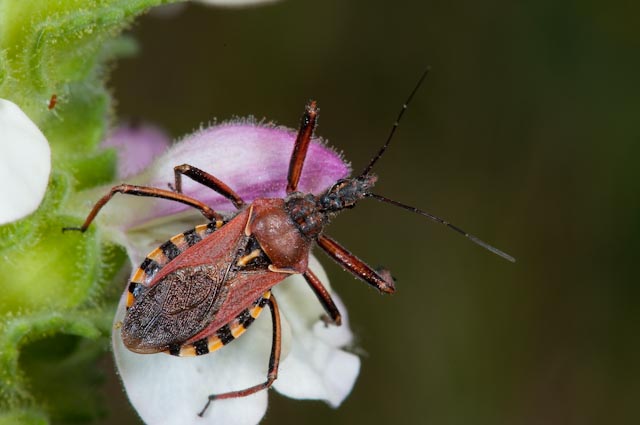 Reduviidae: Rhynocoris erythropus dell''Umbria