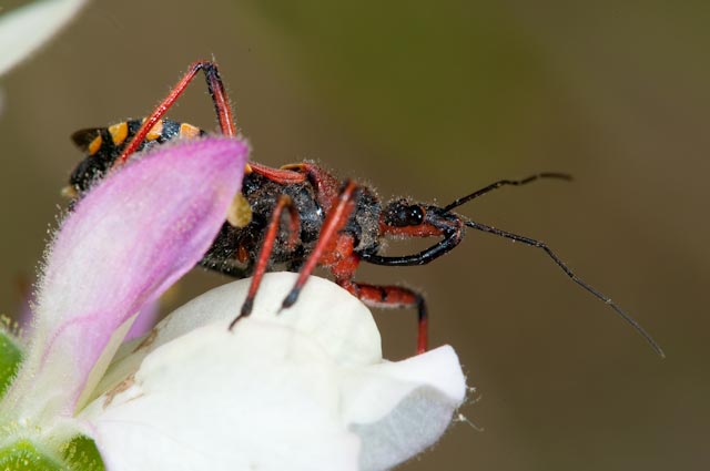 Reduviidae: Rhynocoris erythropus dell''Umbria