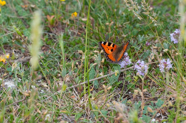 Farfalla da confermare - Aglais urticae