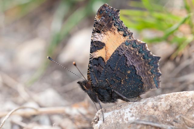 Farfalla da confermare - Aglais urticae