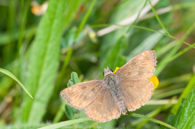 farfalla da determinare - Erynnis tages