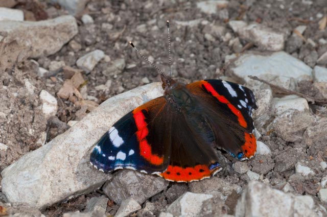 farfalla da confermare 2 - Vanessa atalanta