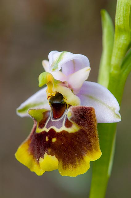 Ibridi di Ophrys holoserica subsp. holoserica