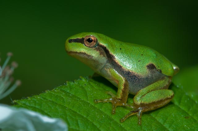 Raganella da identificare - Hyla intermedia