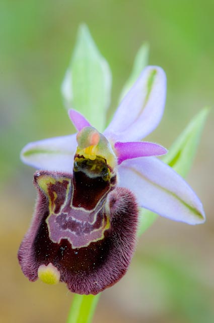 Ibridi di Ophrys holoserica subsp. holoserica