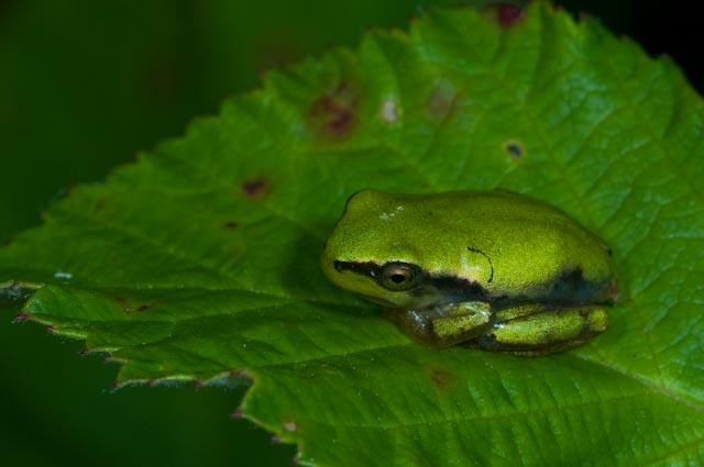 Raganella da identificare - Hyla intermedia