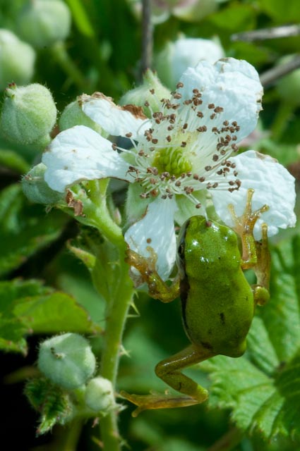 Raganella da identificare - Hyla intermedia