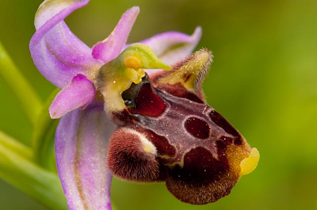 O.apifera x O.holosericea.....ed altri ibridi.