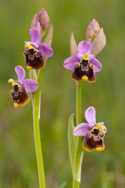 O.apifera x O.holosericea.....ed altri ibridi.