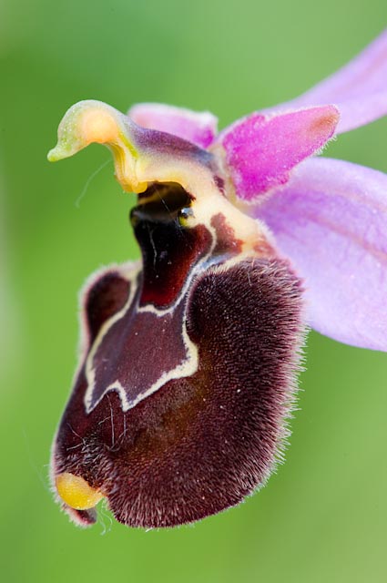 Ophrys bertolonii x Ophrys holoserica subsp. holoserica