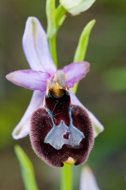 Ophrys bertolonii x Ophrys holoserica subsp. holoserica