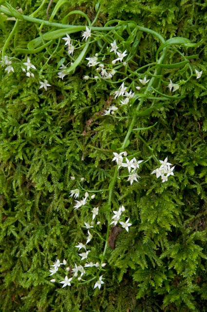 Sedum cepaea / Borracina cepea