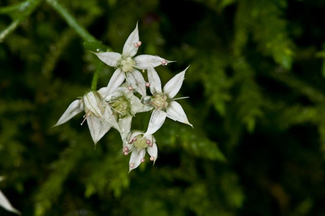 Sedum cepaea / Borracina cepea