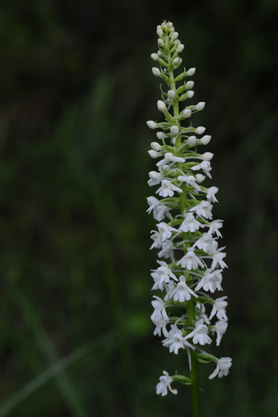 Gymnadenia conopsea bianca