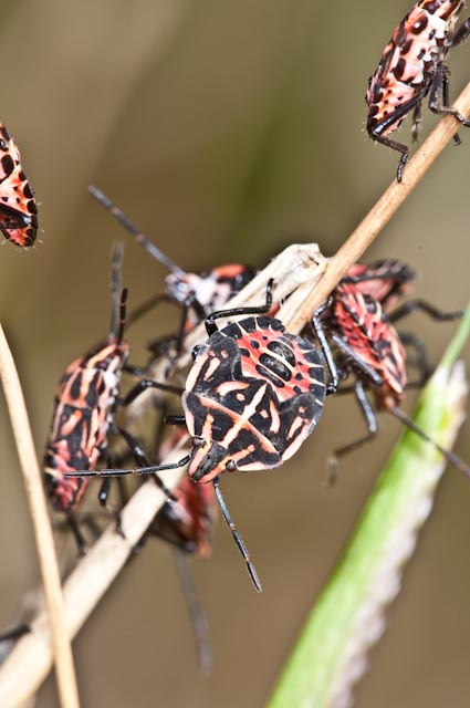 Pentatomidae: ninfe di Codophila varia del Lazio