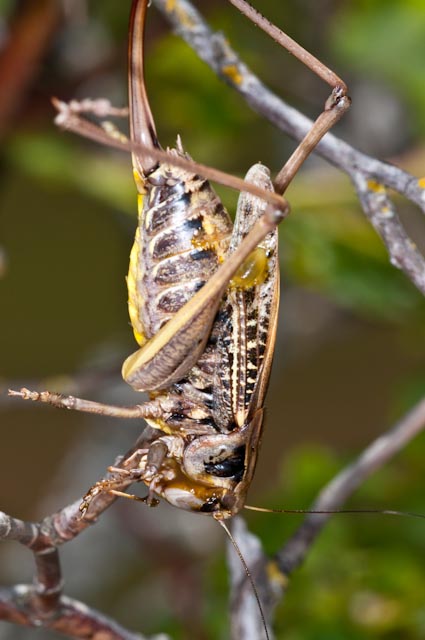 Decticus verrucivorus