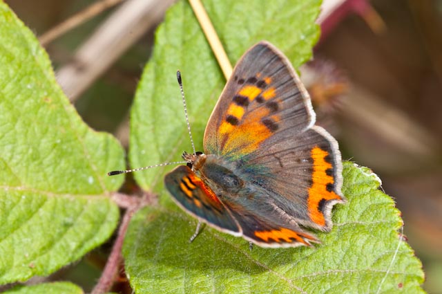 determinazione 9 - Lycaena phlaeas