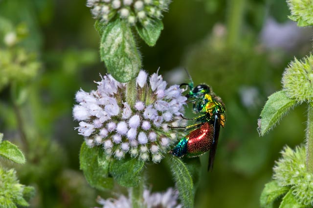 Stylibum cyanurum