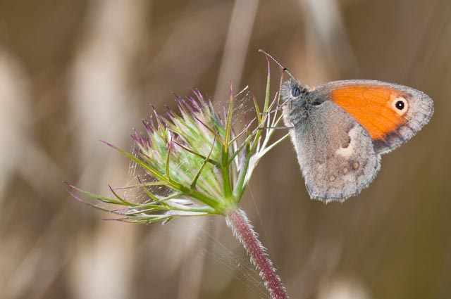 Coenonympha pamphilus