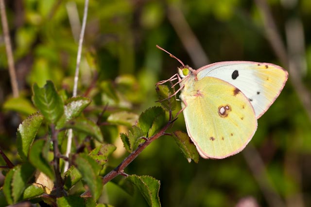 Colias quale