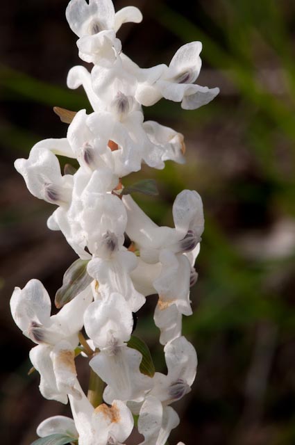 Corydalis cava