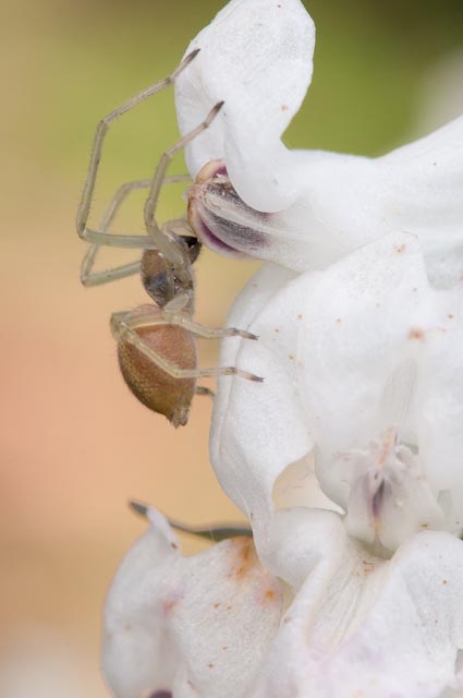 Cheiracanthium sp.