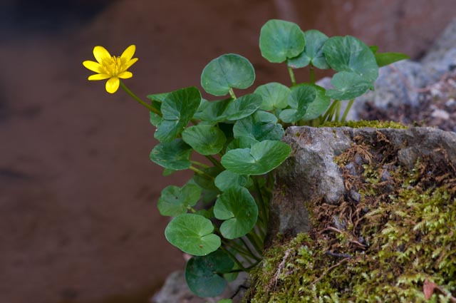 Ranunculus ficaria