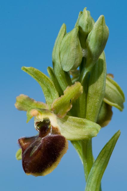 Ophrys sphegodes ...Finalmente sono arrivate le orchidee