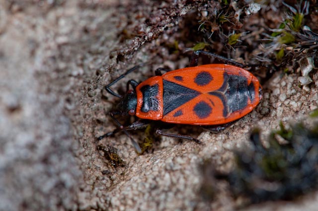 Pyrrhocoris apterus