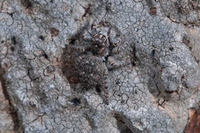 Ragno lupo? No. Salticidae