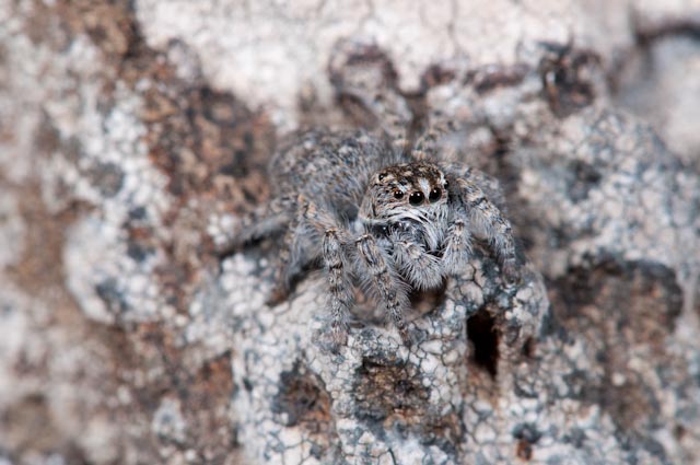 Ragno lupo? No. Salticidae