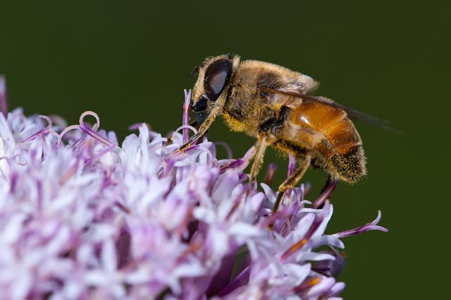 Eristalis tenax M (Syrphidae)