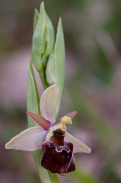 Ophrys crabronifera: un pomeriggio un reportage