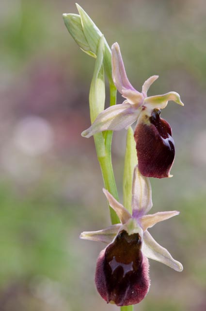 Ophrys crabronifera: un pomeriggio un reportage