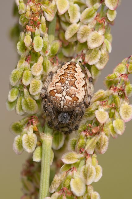 Araneus diadematus