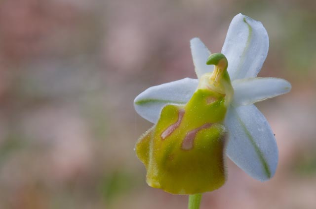 Ophrys crabronifera: un pomeriggio un reportage